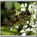 Tenthredo zonula - Blattwespe 01.jpg